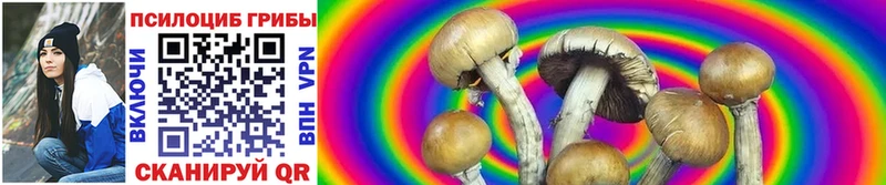 Купить  Вичуга  Псилоцибиновые грибы Psilocybine cubensis 